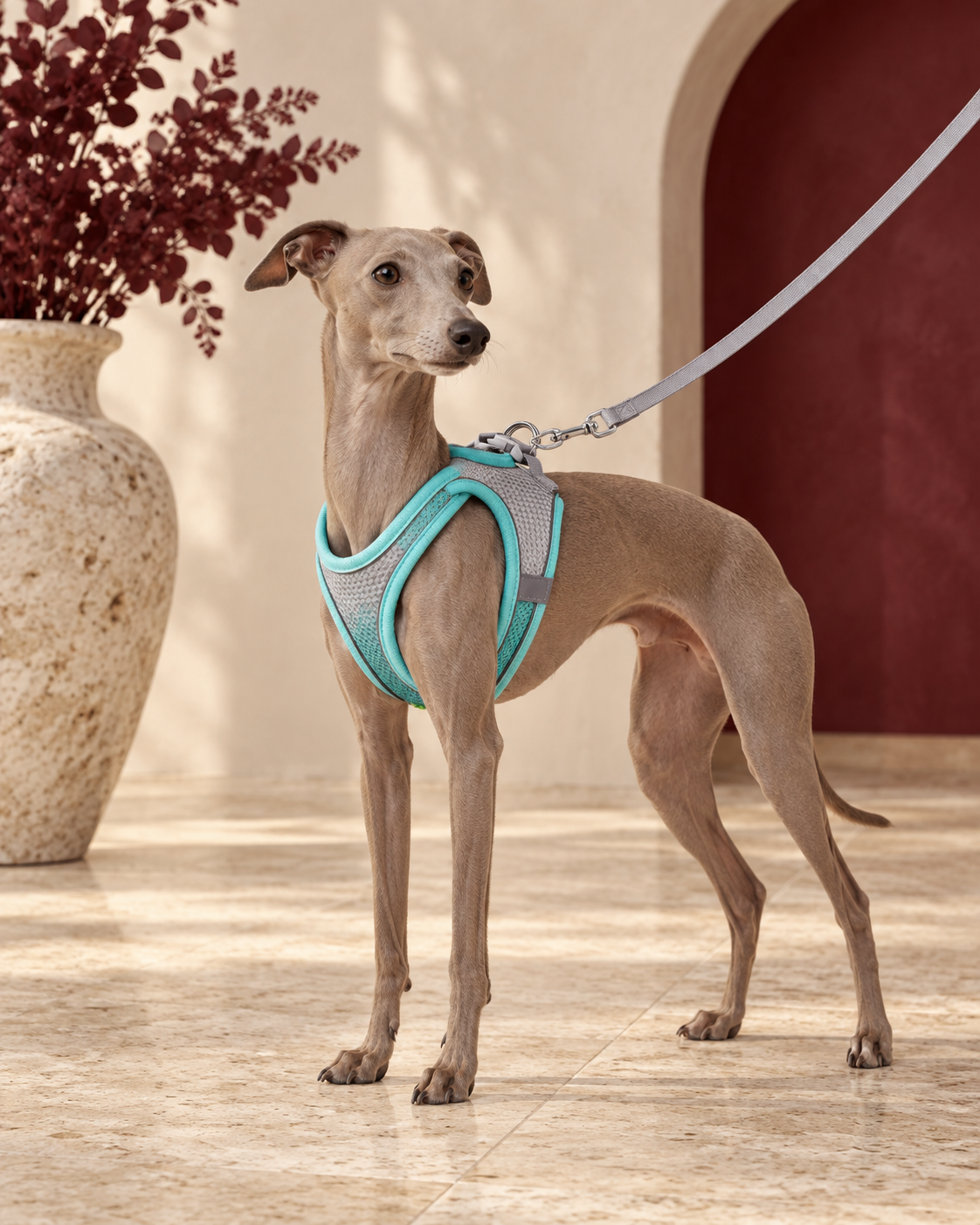 Italian Greyhound wearing the aqua mesh harness and grey leash