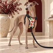 Italian Greyhound wearing the white Christmas ornaments no-pull harness with black leash