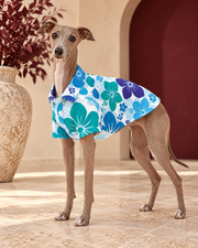 Italian Greyhound wearing the white shirt with blue and teal hibiscus flowers