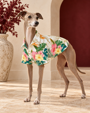Italian Greyhound wearing the tropical shirt with pink and yellow flowers