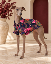 Italian Greyhound wearing the navy tropical shirt with pink flamingos