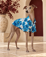 Italian Greyhound wearing the grey and blue floral shirt