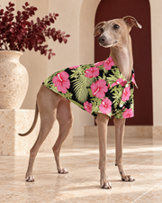 Italian Greyhound wearing the black shirt with pink hibiscus and sage leaves