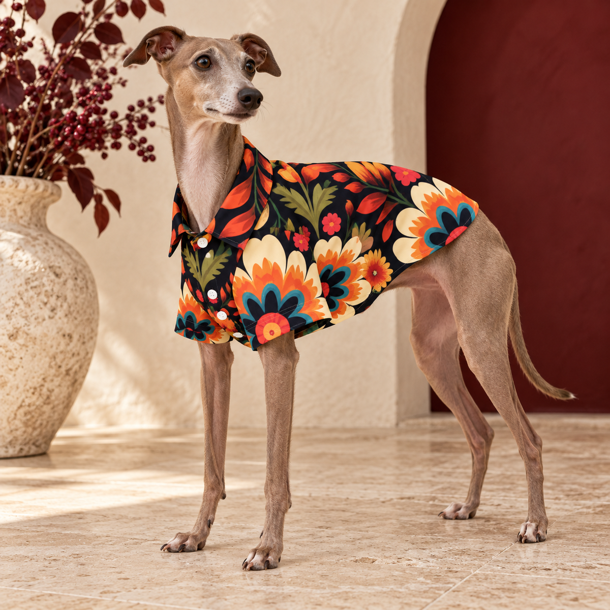 Italian Greyhound wearing the black shirt with orange and cream tropical flowers