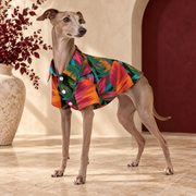 Italian Greyhound wearing the black shirt with orange and magenta tropical leaves