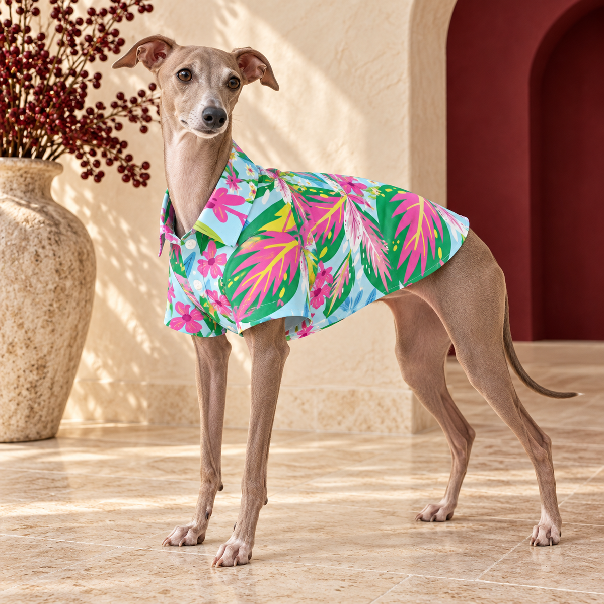 Italian Greyhound wearing the sky-blue shirt with pink and green tropical leaves