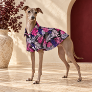Italian Greyhound wearing the black shirt with pink and violet tropical leaves