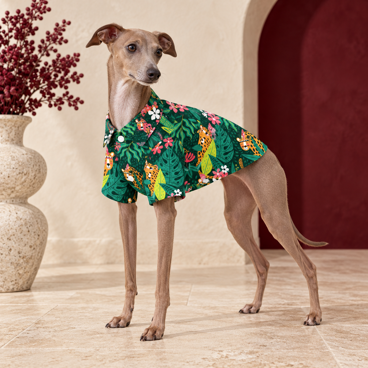 Italian Greyhound wearing the dark green tropical shirt with illustrated leopards