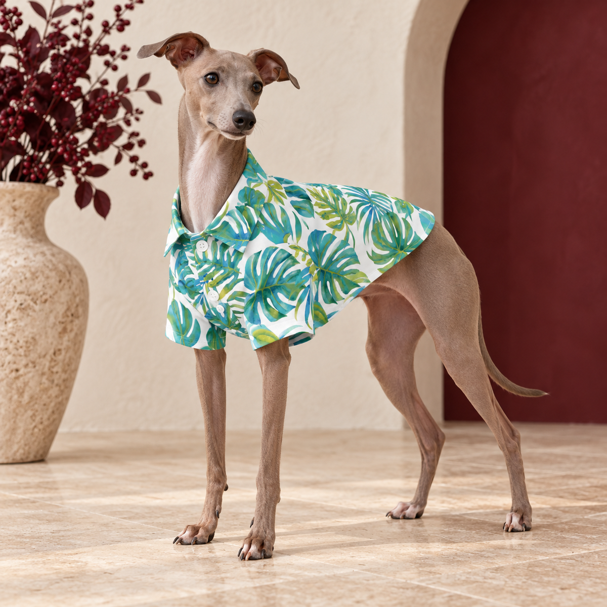 Italian Greyhound wearing the white shirt with teal and green monstera leaves