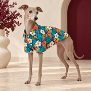 Italian Greyhound wearing the navy shirt with orange and white hibiscus flowers