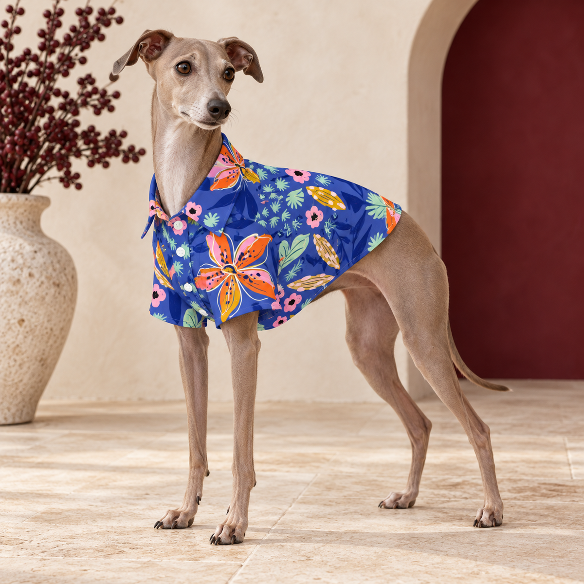 Italian Greyhound wearing the royal-blue shirt with orange lilies and pink flowers