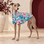 Italian Greyhound wearing the pale-blue shirt with pink and blue butterflies
