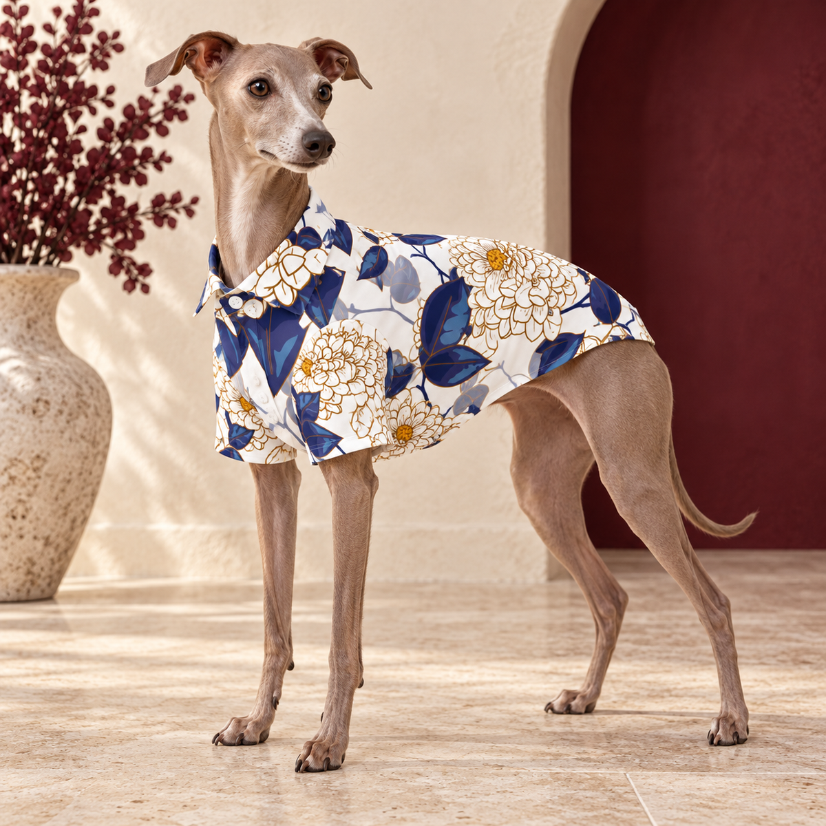 Italian Greyhound wearing the white shirt with gold flowers and navy leaves