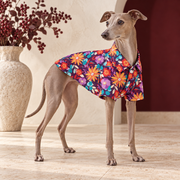 Italian Greyhound wearing the purple shirt with orange daisies and turquoise leaves
