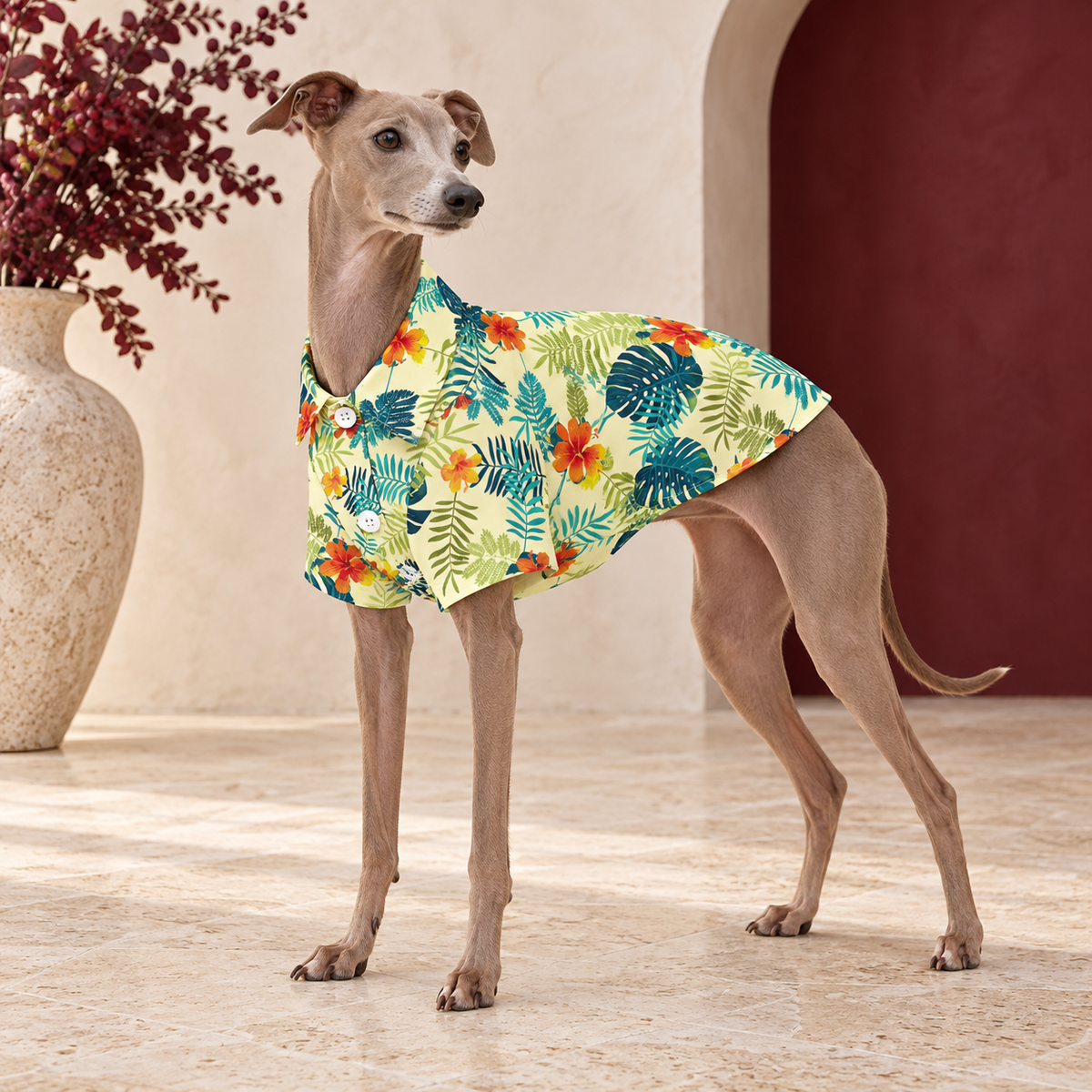 Italian Greyhound wearing the cream shirt with orange tropical flowers