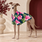 Italian Greyhound wearing the navy shirt with large pink hibiscus flowers