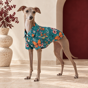 Italian Greyhound wearing the teal shirt with orange butterflies