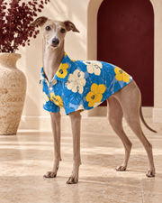 Italian Greyhound wearing the blue shirt with yellow and cream tropical flowers