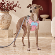 Italian Greyhound wearing the pink breathable chest harness with blue plush character and gray leash