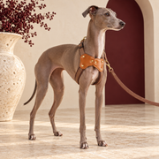 Italian Greyhound wearing the brown harness with tan leather junction plates and leash