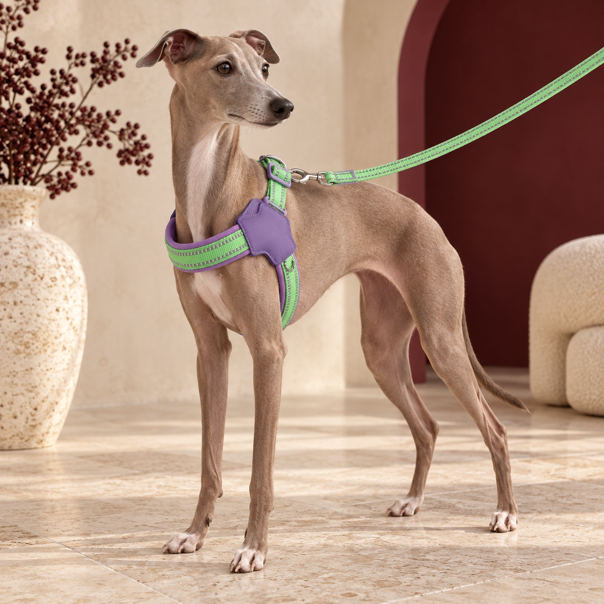 Italian Greyhound wearing the lime green and purple reflective harness