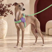 Italian Greyhound wearing the lime green and purple reflective harness