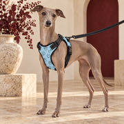 Italian Greyhound wearing the sky-blue paw and bone print no-pull harness with black leash