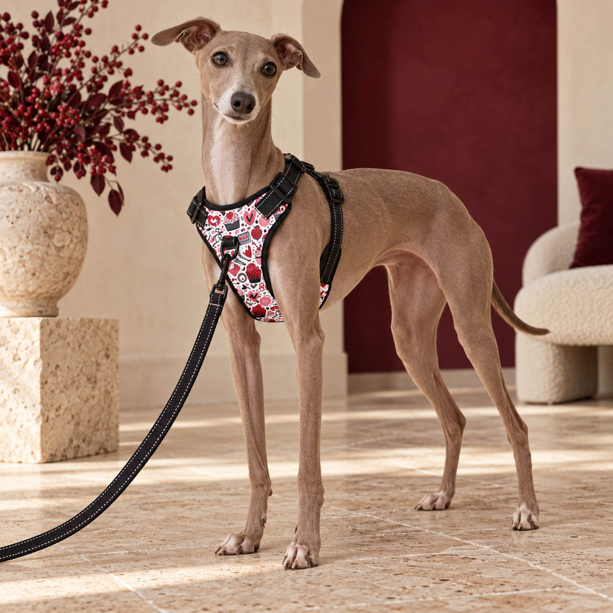 Italian Greyhound wearing the pink Valentine print no-pull harness with black leash