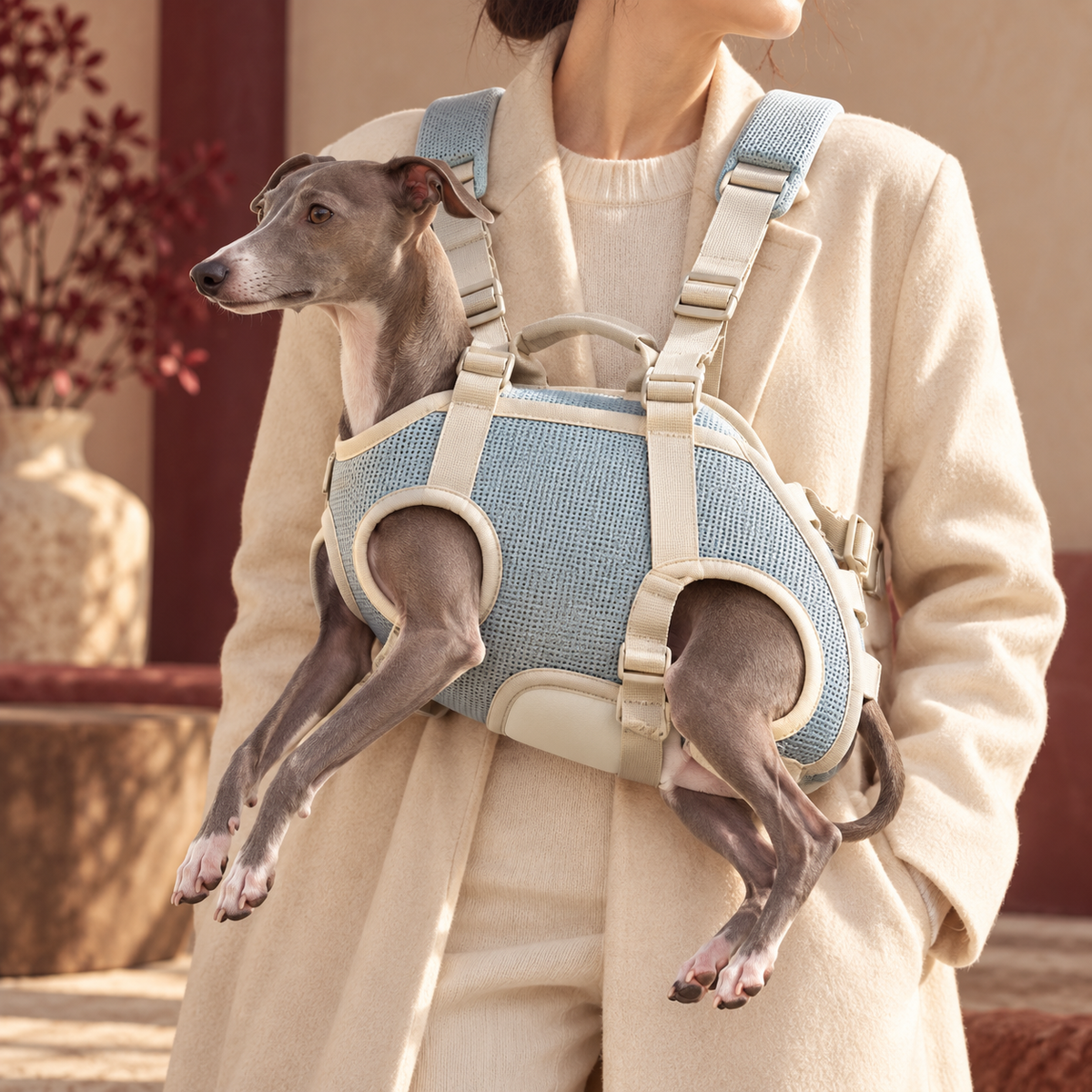 Italian Greyhound in sea-blue carrier