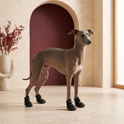 Blue Italian Greyhound wearing black non-slip Iggy shoes in the Iggy Grey living room
