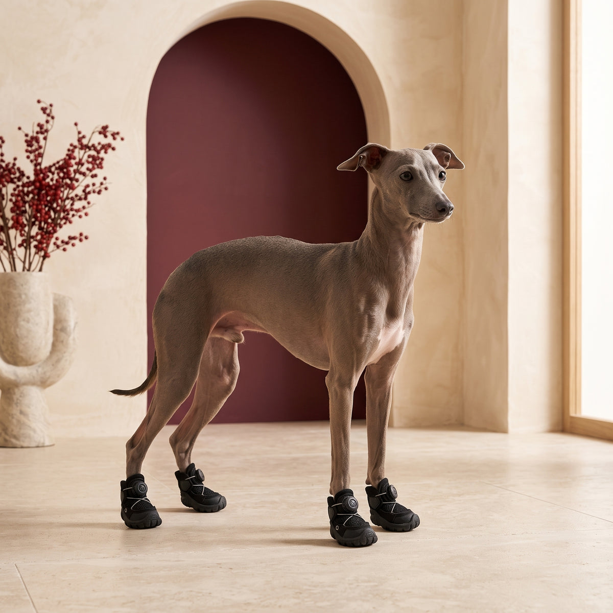 Blue Italian Greyhound wearing black non-slip Iggy shoes in the Iggy Grey living room