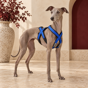 Italian Greyhound wearing the royal-blue and black outdoor pulling harness