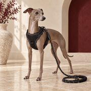 Italian Greyhound wearing the black reflective training harness and matching black rope leash