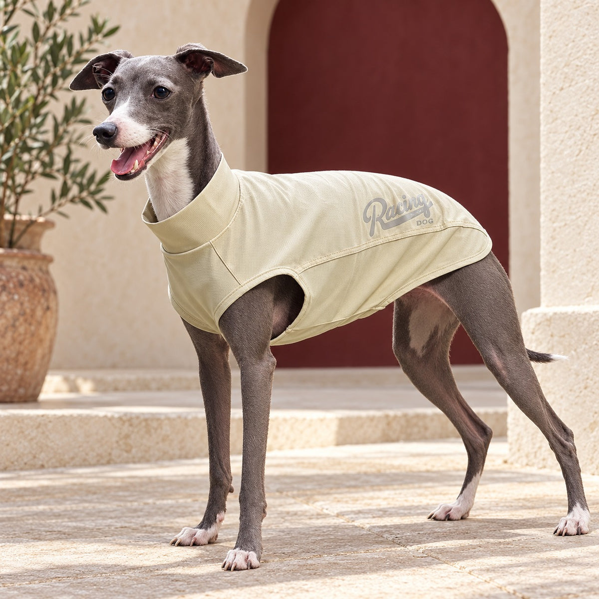 Khaki Sleeveless Iggy Summer Top in Khaki, worn by an Italian Greyhound