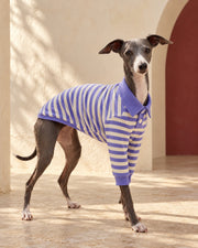 Lavender Stripe Cotton Iggy Polo in Purple, worn by an Italian Greyhound