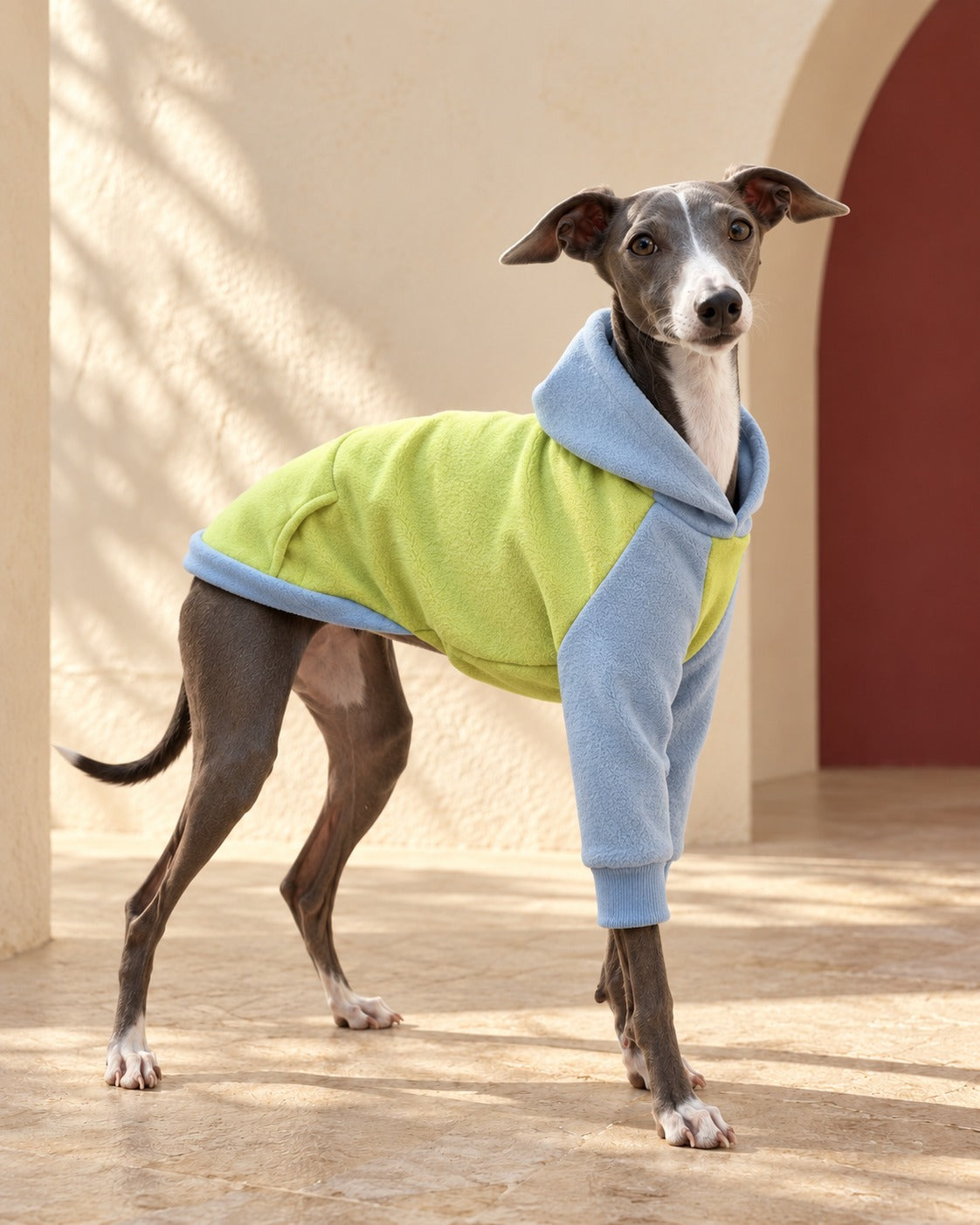 Lime & Blue Iggy Hoodie, worn by an Italian Greyhound