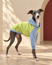 Lime & Blue Iggy Hoodie, worn by an Italian Greyhound