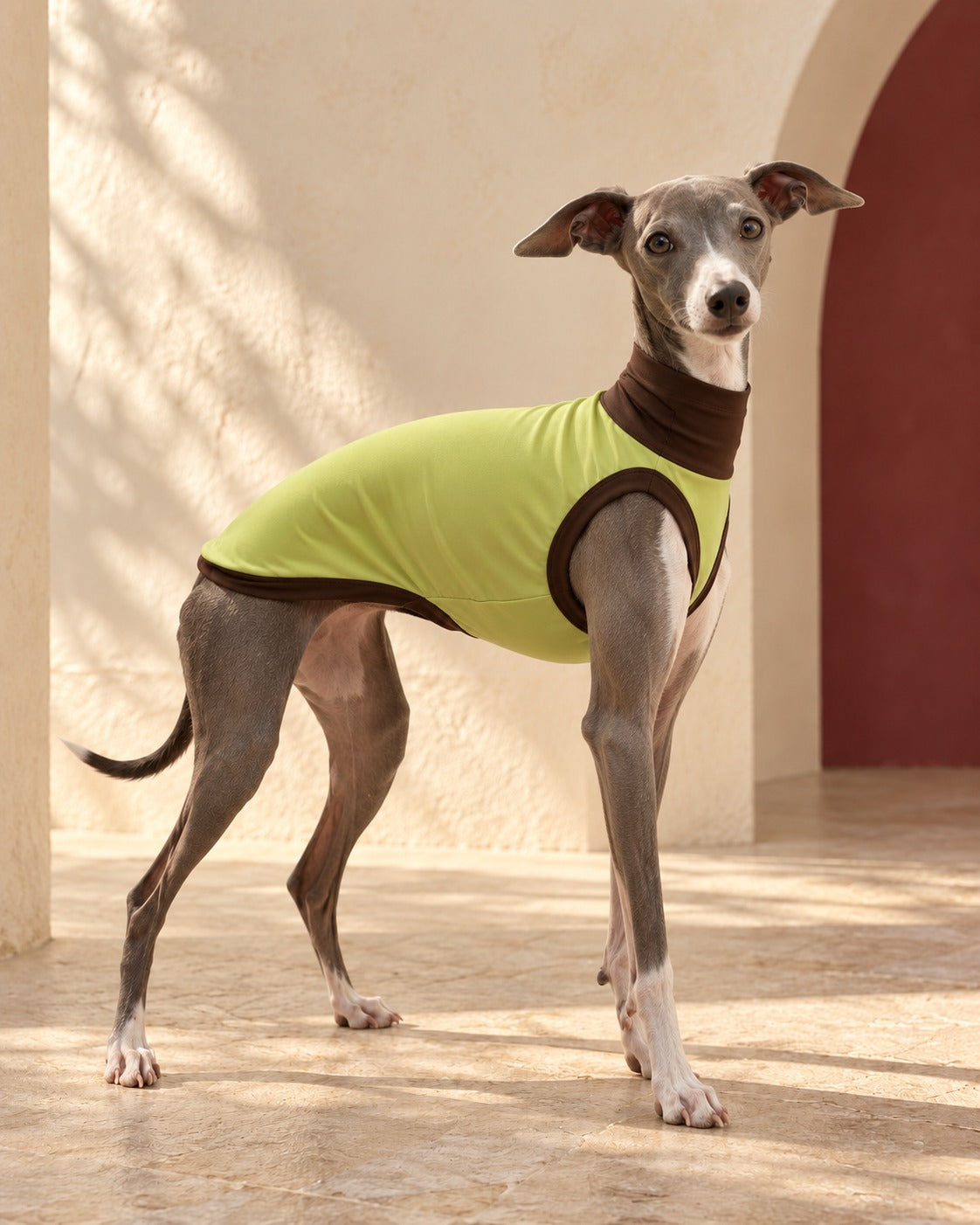 Lime & Brown Sleeveless Iggy Top in Avocado Green, worn by an Italian Greyhound