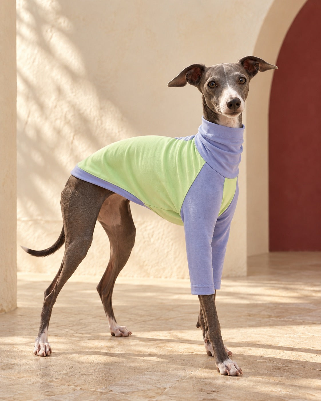 Lime & Periwinkle Cotton Iggy Top in Lime Green, worn by an Italian Greyhound