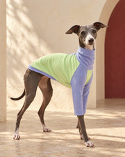 Lime & Periwinkle Cotton Iggy Top in Lime Green, worn by an Italian Greyhound