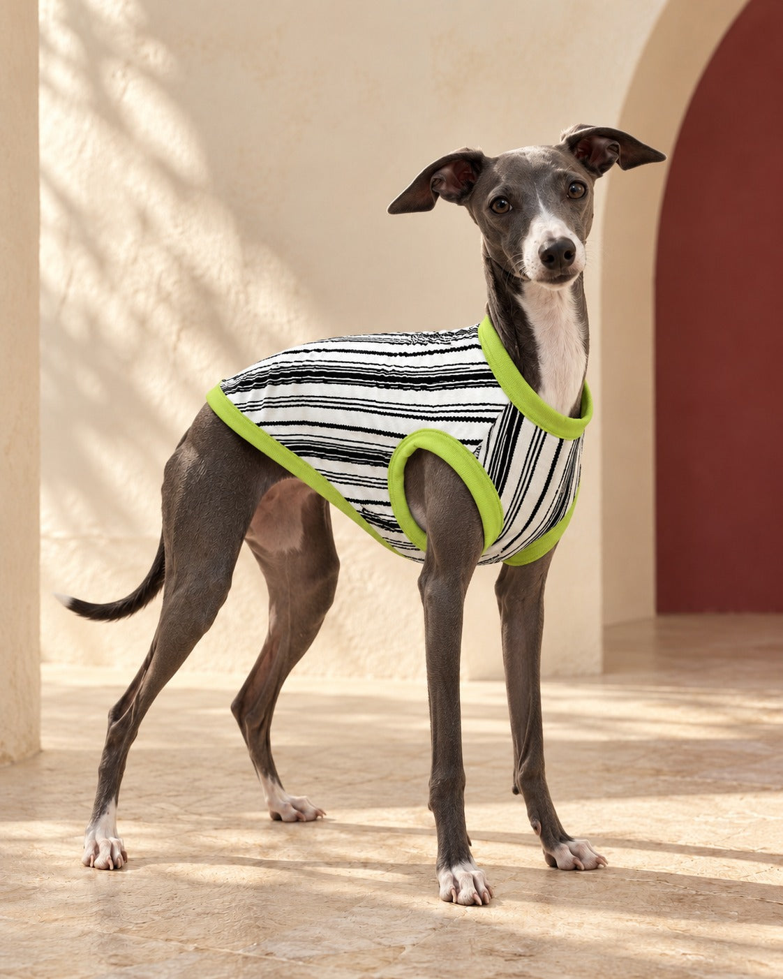 Lime-Trim Stripe Cotton Iggy Tank, worn by an Italian Greyhound
