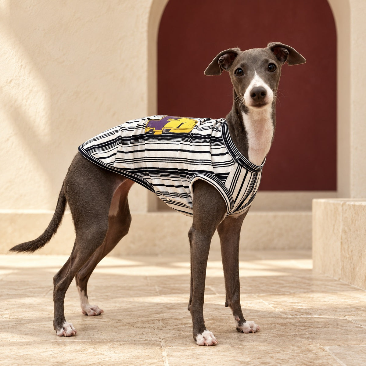 Monochrome Stripe Bound-Edge Iggy Tank, worn by an Italian Greyhound