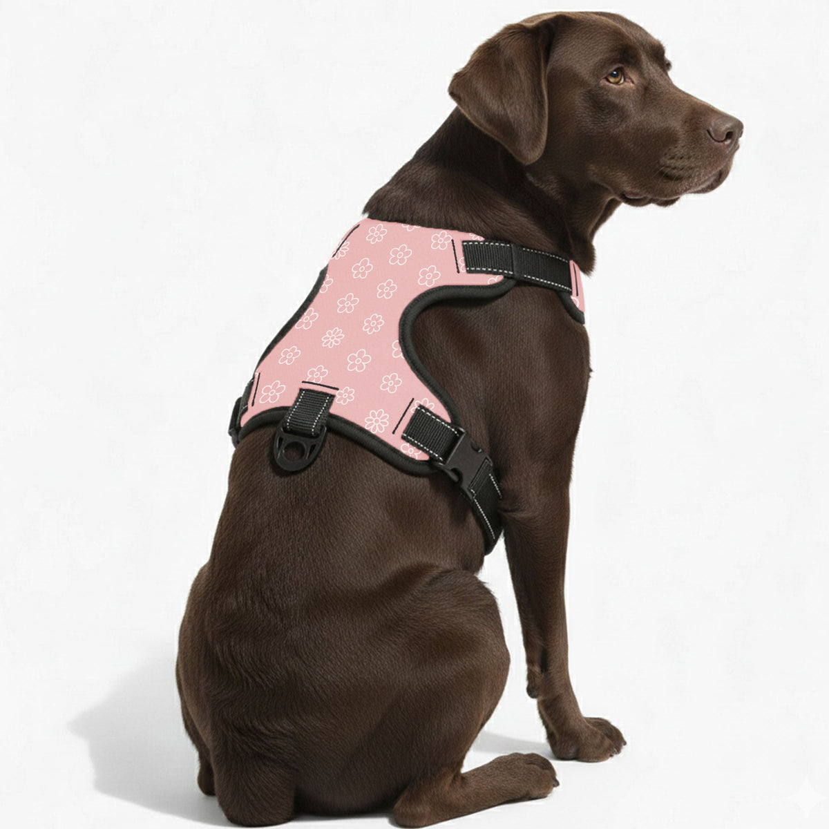 Leo - NO-PULL Iggy Harness & Leash Set | for small and large Dogs
