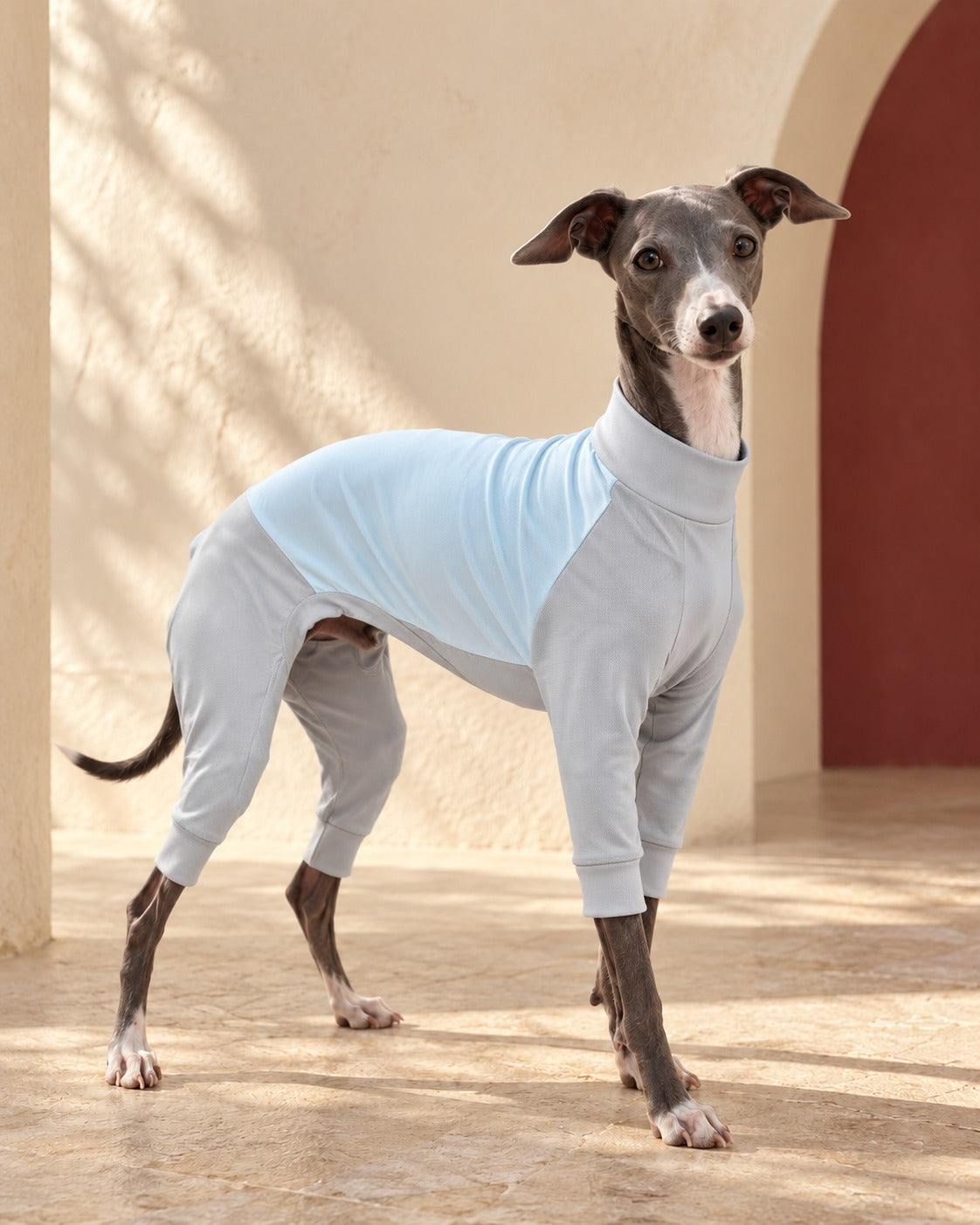 Pale Blue Colourblock Iggy Summer Suit, worn by an Italian Greyhound