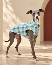 Pastel Check Sleeveless Iggy Shirt in Green, worn by an Italian Greyhound
