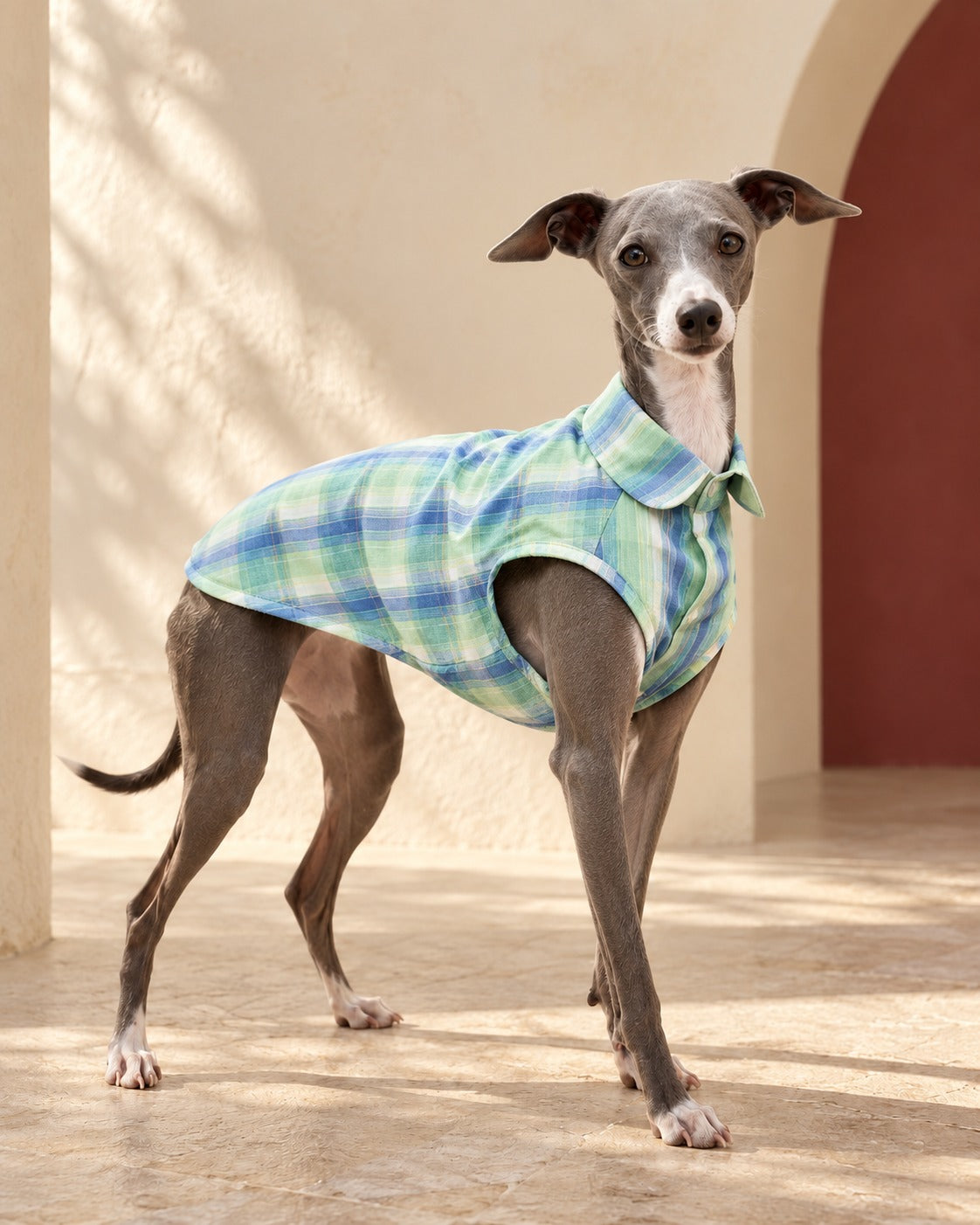 Pastel Check Sleeveless Iggy Shirt in Green, worn by an Italian Greyhound