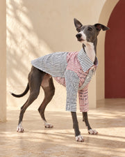 Patchwork Stripe Cotton Iggy Shirt, worn by an Italian Greyhound