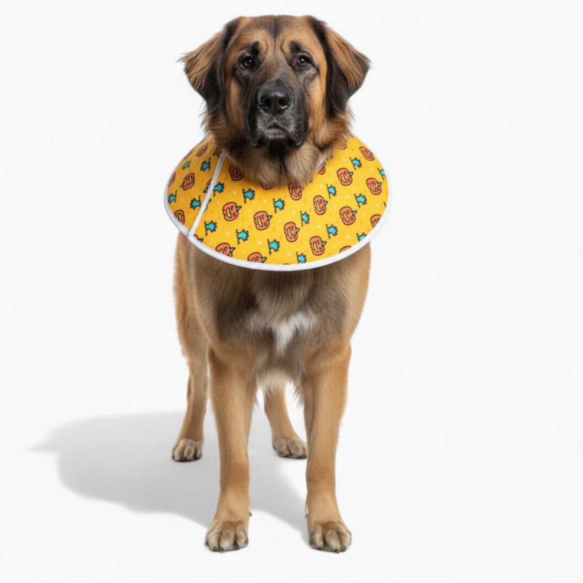 Zoey - Soft Iggy Cone & Elizabethan Collar