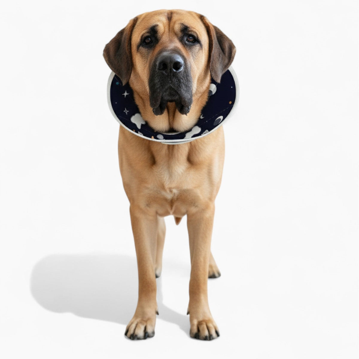 Lizy - Soft Iggy Cone & Elizabethan Collar