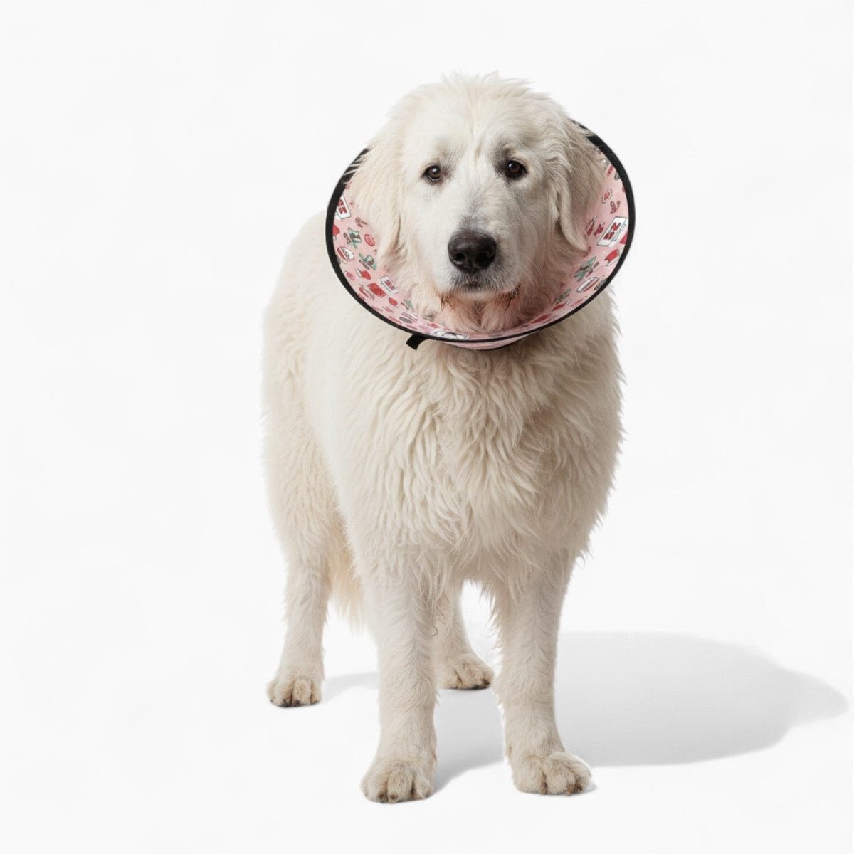 lvy - Soft Iggy Cone & Elizabethan Collar